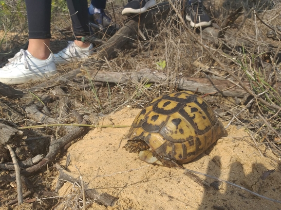 Testudo graeca  photographed by סיון מרדוק 