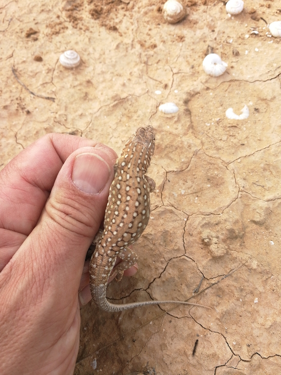 Acanthodactylus beershebensis  photographed by בעז שחם 