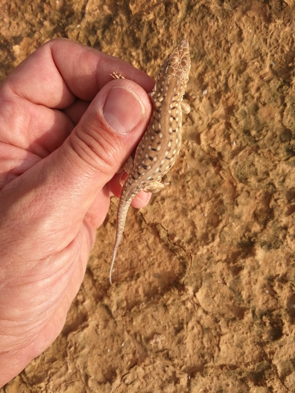 Acanthodactylus beershebensis  photographed by בעז שחם 