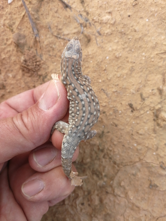 Acanthodactylus beershebensis  photographed by בעז שחם 