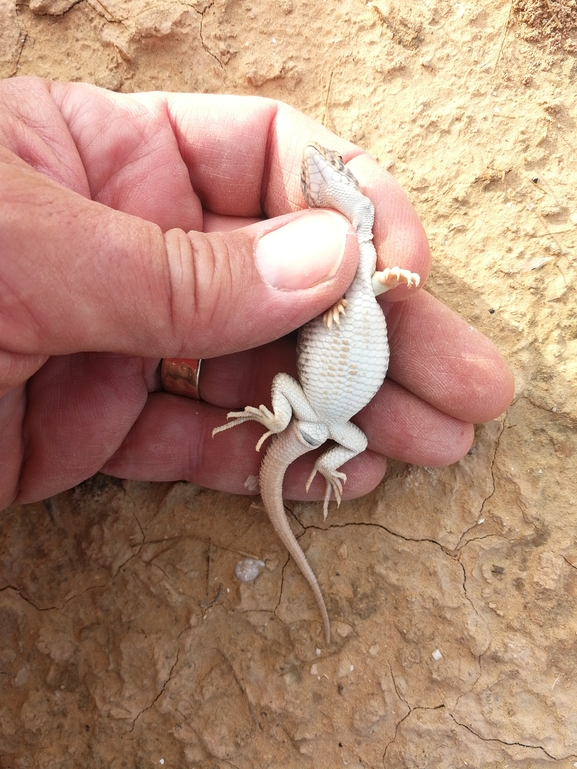 Acanthodactylus beershebensis  photographed by בעז שחם 