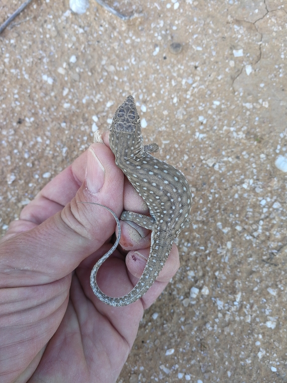 Acanthodactylus beershebensis  photographed by בעז שחם 