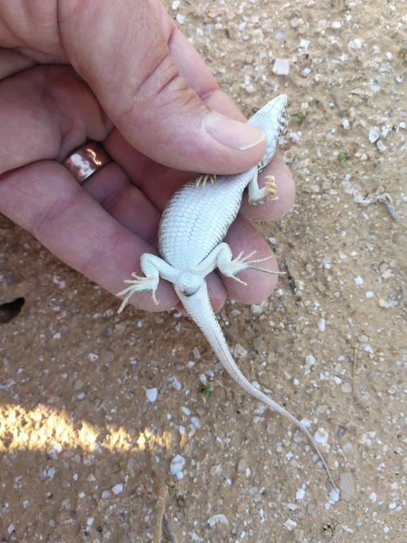 Acanthodactylus beershebensis  photographed by בעז שחם 