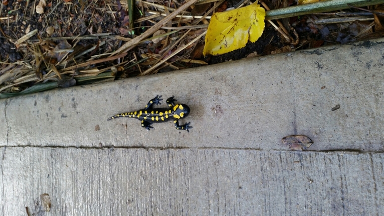 Salamandra infraimmaculata  photographed by צוות תל דן 