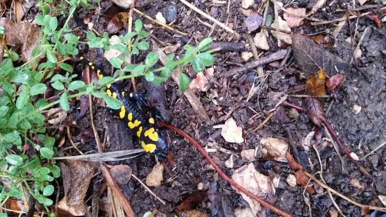 Salamandra infraimmaculata  photographed by צוות תל דן 