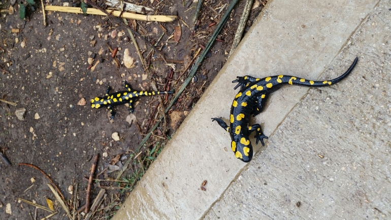 Salamandra infraimmaculata  photographed by צוות תל דן 