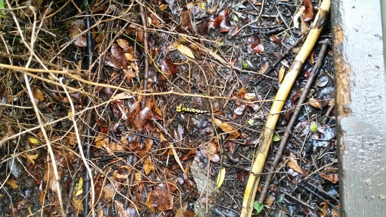 Salamandra infraimmaculata  photographed by צוות תל דן 