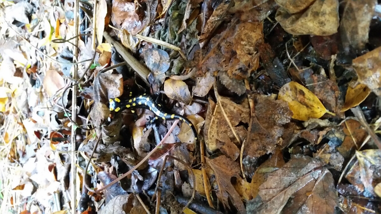 Salamandra infraimmaculata  photographed by צוות תל דן 