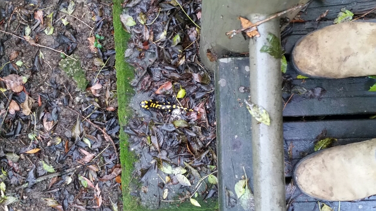 Salamandra infraimmaculata  photographed by צוות תל דן 