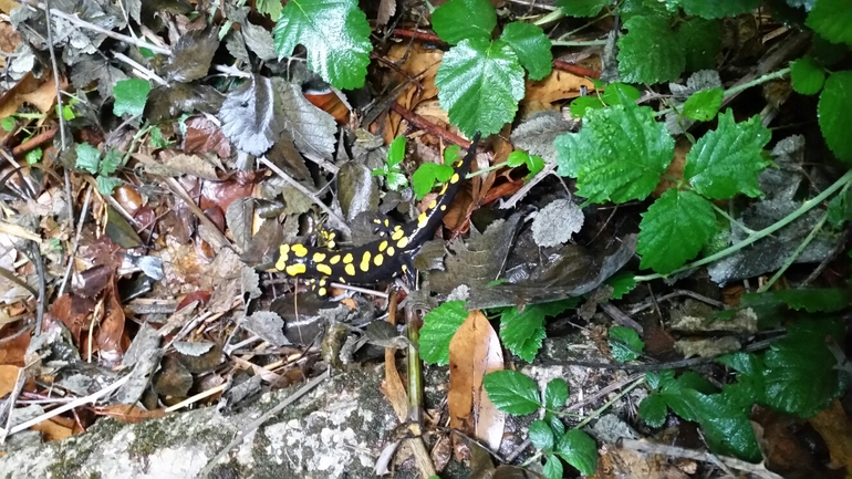 Salamandra infraimmaculata  photographed by צוות תל דן 