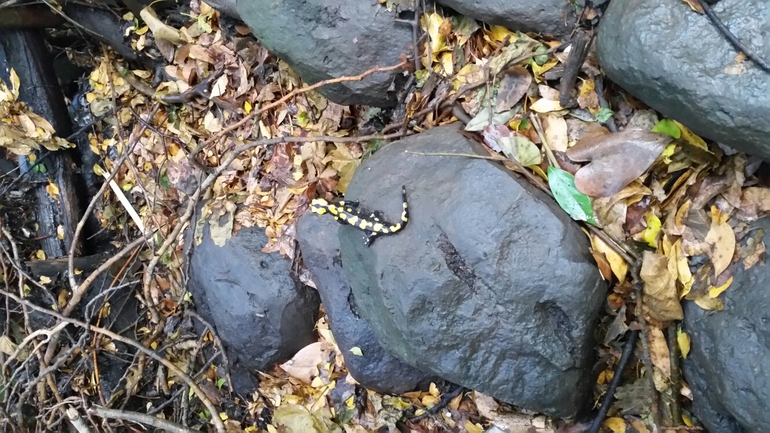 Salamandra infraimmaculata  photographed by צוות תל דן 