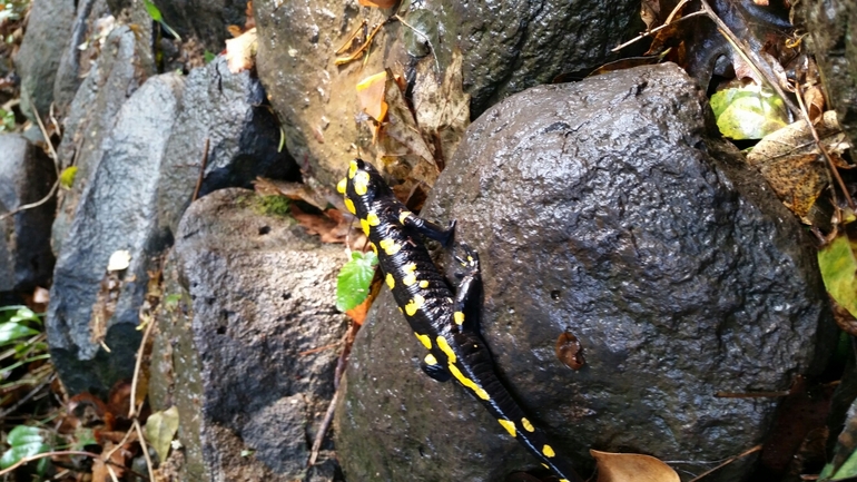 Salamandra infraimmaculata  photographed by צוות תל דן 