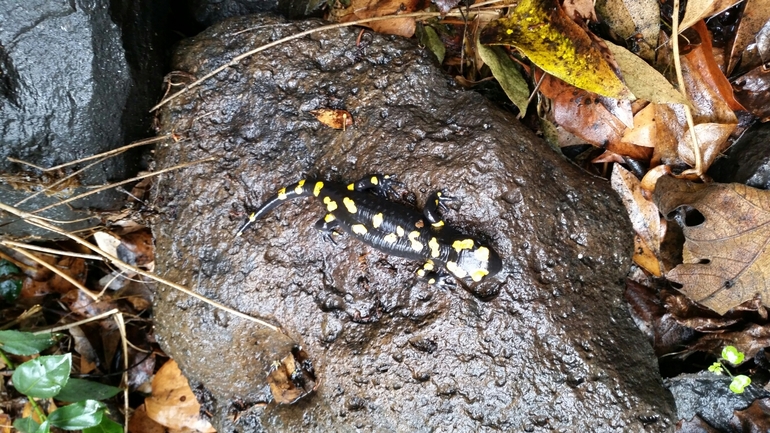 Salamandra infraimmaculata  photographed by צוות תל דן 