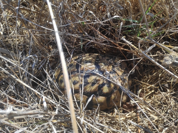 Testudo graeca  photographed by רן פרץ 