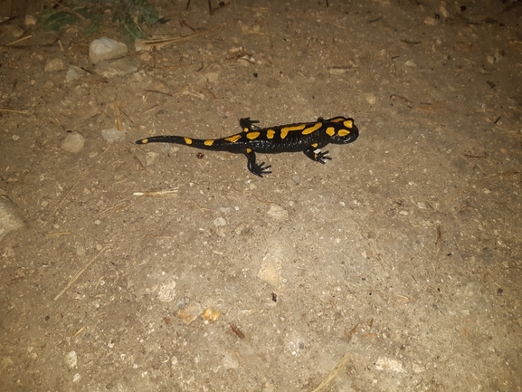 Salamandra infraimmaculata  photographed by עמית דולב 