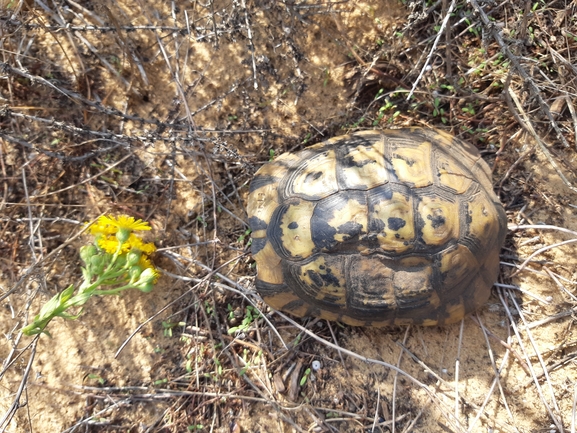 Testudo graeca  photographed by סיון מרדוק 