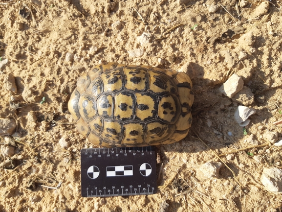 Testudo graeca  photographed by סיון מרדוק 