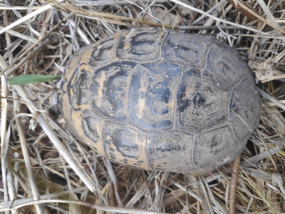 Testudo graeca  photographed by רן פרץ 