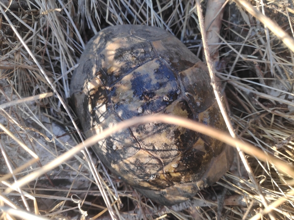 Testudo graeca  photographed by רן פרץ 