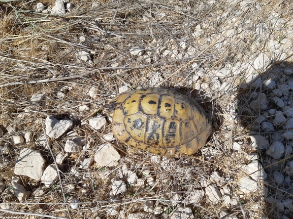 Testudo graeca  photographed by אופיר בריקנשטיין 