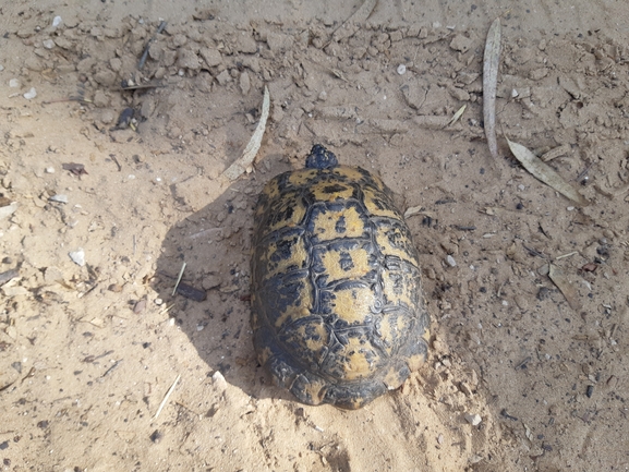 Testudo graeca  photographed by אופיר בריקנשטיין 