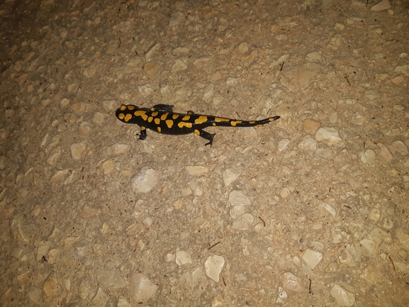 Salamandra infraimmaculata  photographed by עמית דולב 