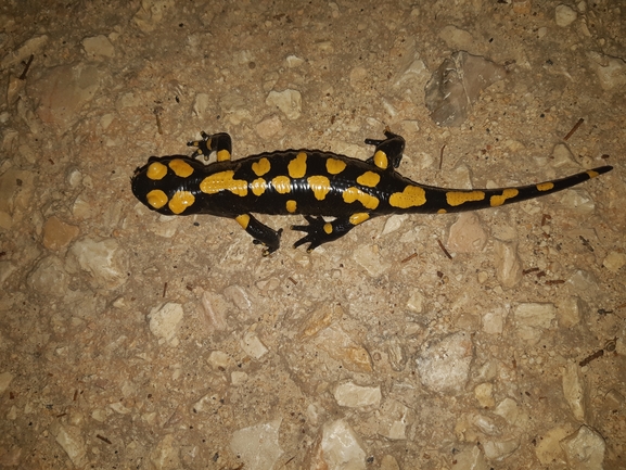 Salamandra infraimmaculata  photographed by עמית דולב 