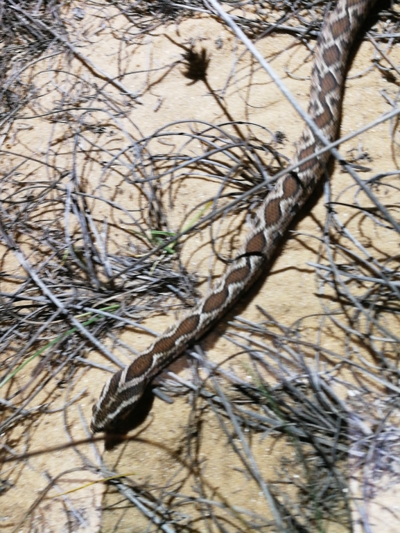 Vipera palaestinae  photographed by בעז שחם 