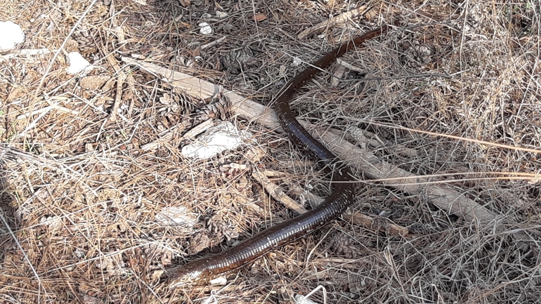 Ophisaurus apodus  photographed by אריאל קדם 