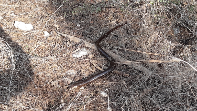 קמטן  צולם על ידי אריאל קדם 