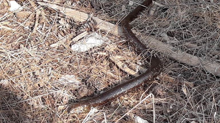 קמטן  צולם על ידי אריאל קדם 