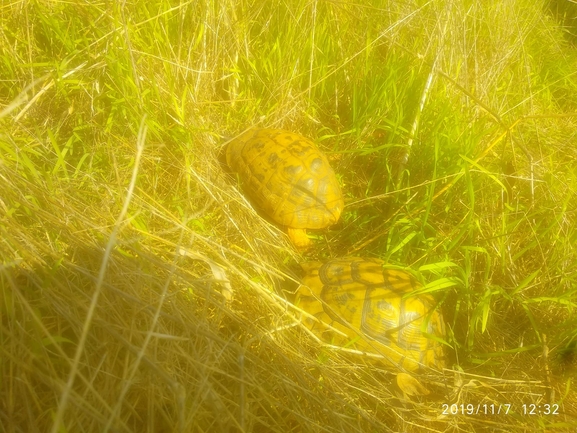 Testudo graeca  photographed by סיון מרדוק 