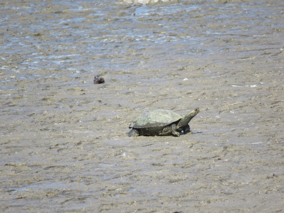 Mauremys caspica rivulata  photographed by איליה בסקין 