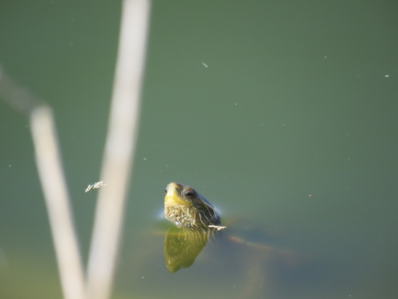 Mauremys caspica rivulata  photographed by איליה בסקין 