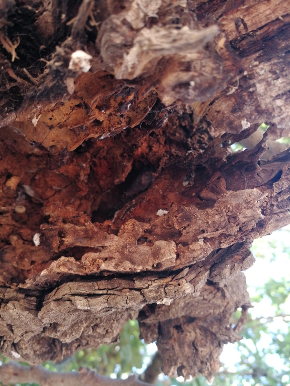 Cyrtodactylus kotschyi orientalis  photographed by בעז שחם 