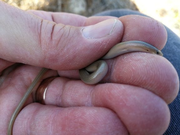 Chalcides guentheri  photographed by בעז שחם 