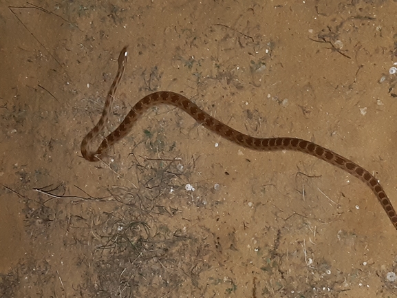 Spalerosophis diadema cliffordi  photographed by סיון מרדוק 