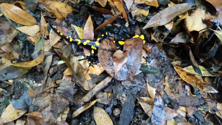 Salamandra infraimmaculata  photographed by צוות תל דן 