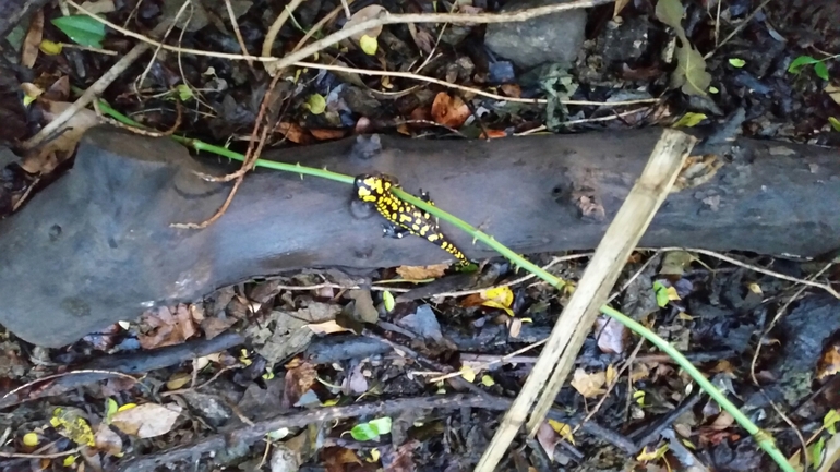 Salamandra infraimmaculata  photographed by צוות תל דן 