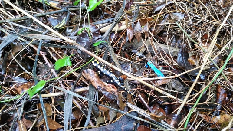 Salamandra infraimmaculata  photographed by צוות תל דן 