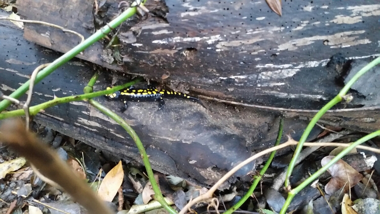 Salamandra infraimmaculata  photographed by צוות תל דן 