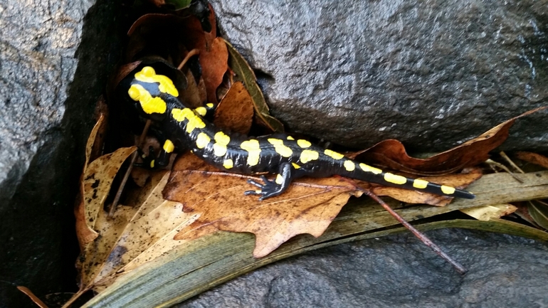 Salamandra infraimmaculata  photographed by צוות תל דן 