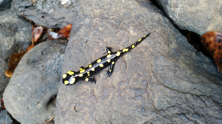 Salamandra infraimmaculata  photographed by צוות תל דן 