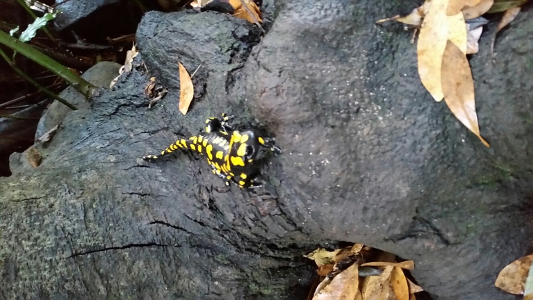 Salamandra infraimmaculata  photographed by צוות תל דן 