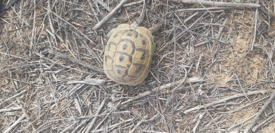 Testudo graeca  photographed by און ולנסי 