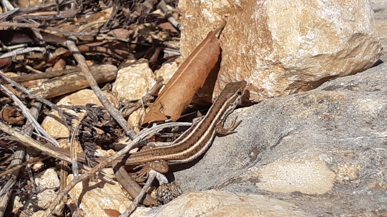 Ophisops elegans ehrenbergii  photographed by אריאל קדם 