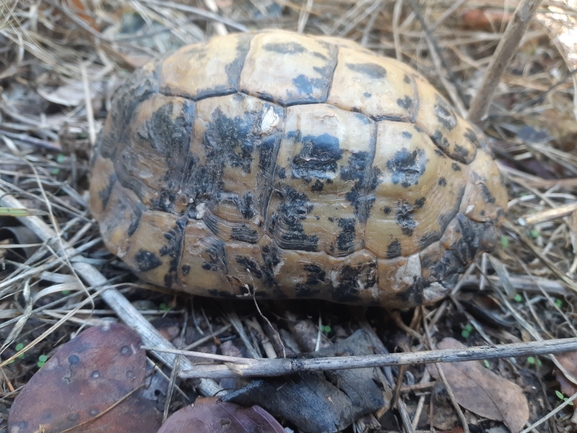 Testudo graeca  photographed by יניב לוי 