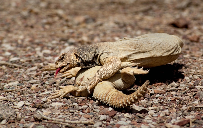 Uromastyx aegyptia  צולם על ידי דורון ניסים 