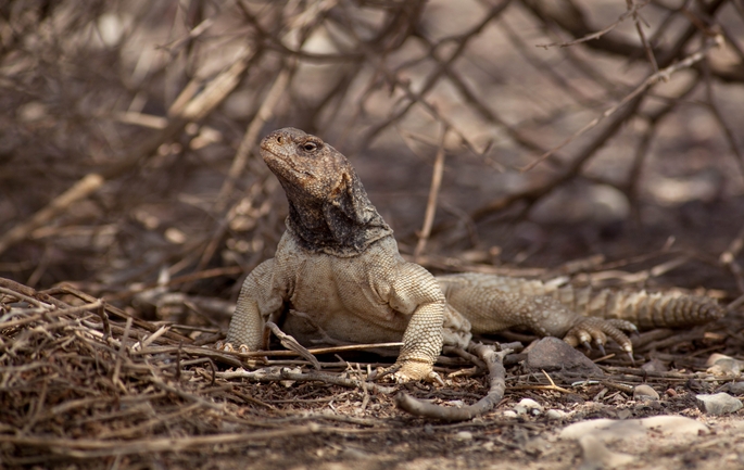 Uromastyx aegyptia  צולם על ידי דורון ניסים 