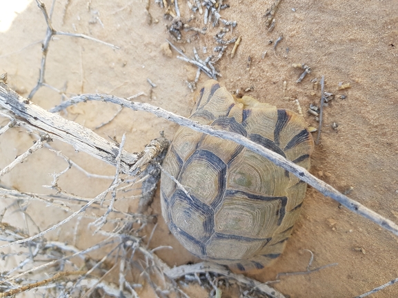 Testudo kleinmanni  photographed by נעם ליניק 